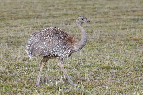 Darwin's rhea